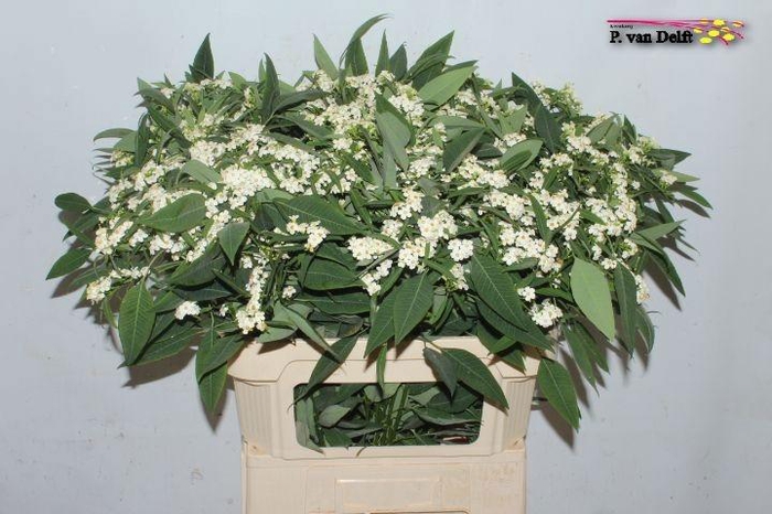 <h4>EUPH F T QUICKSILVER</h4>