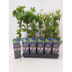 VITIS OV
