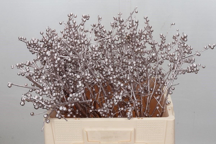 Ilex paint Champagne