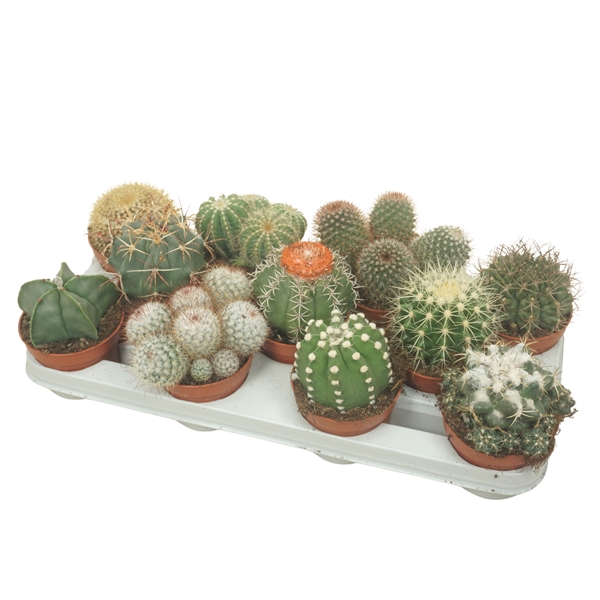 <h4>Bolcactus mix 10,5 cm</h4>
