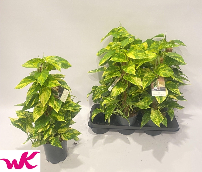 <h4>EPIPR MOSSTOK</h4>