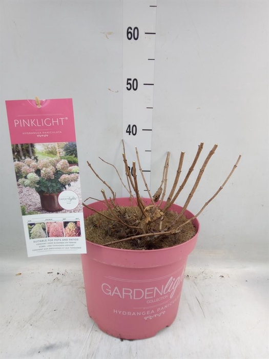 <h4>Hydrangea pan.</h4>
