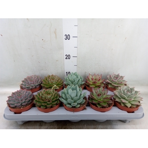 Echeveria   ...mix