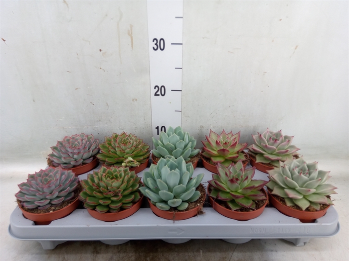 <h4>Echeveria   ...mix</h4>