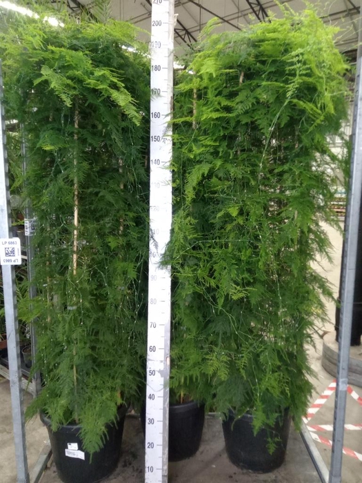 <h4>Asparagus   ...</h4>