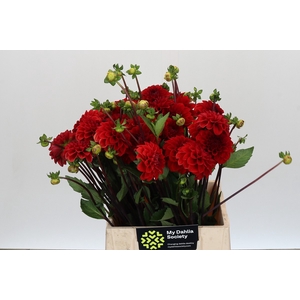 Dahlia Red Cap