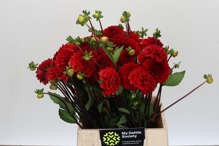 <h4>Dahlia Red Cap</h4>