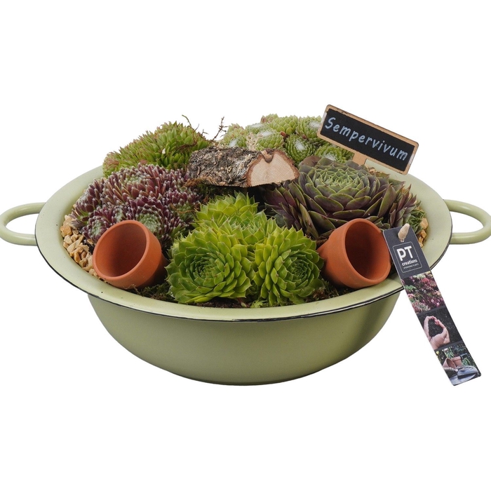 <h4>Arr.  Sempervivum L%</h4>