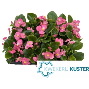 Begonia semperflorens