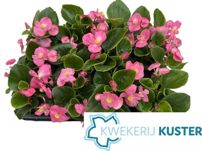 <h4>Begonia semperflorens</h4>
