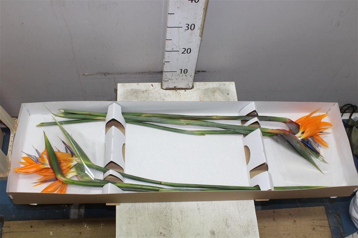 <h4>Strel Reginae Bloem</h4>