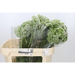 Ammi Visnaga