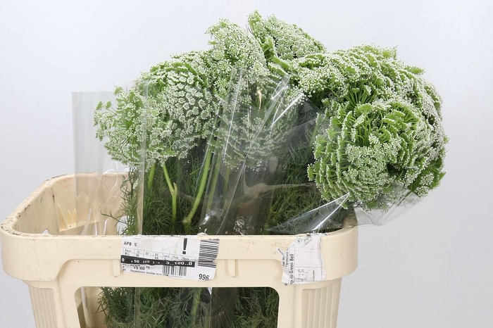 <h4>Ammi Visnaga</h4>