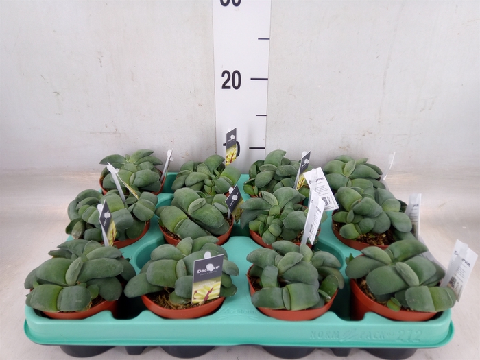<h4>Gasteria</h4>