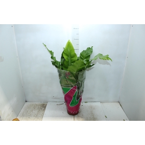ASPLENIUM NIDUS P19