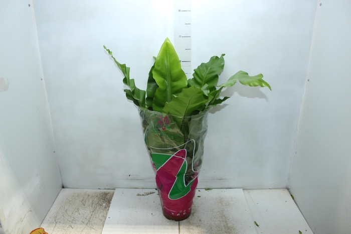 <h4>ASPLENIUM NIDUS P19</h4>