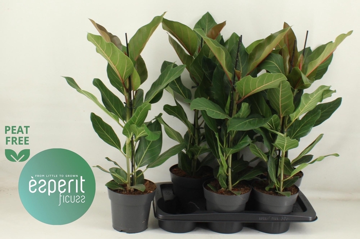 <h4>FIC BENG JOY</h4>