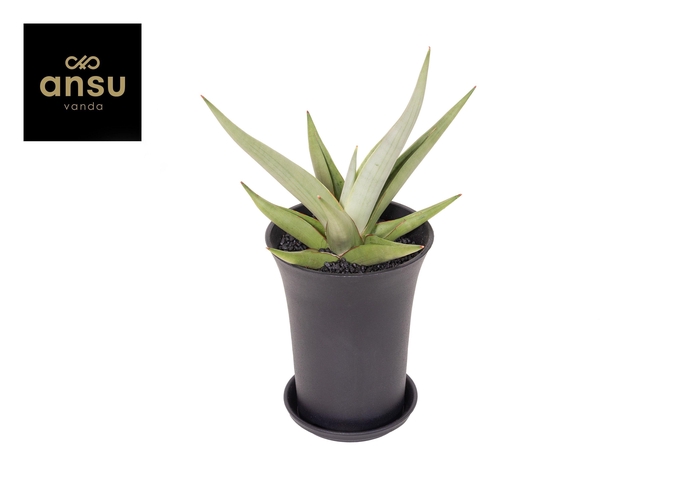 <h4>Sansevieria Comet Pastel Grey No.1 XL in sierpot</h4>