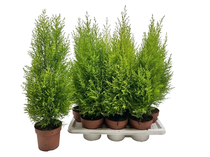 <h4>CUPR MA GOLDC WILMA</h4>