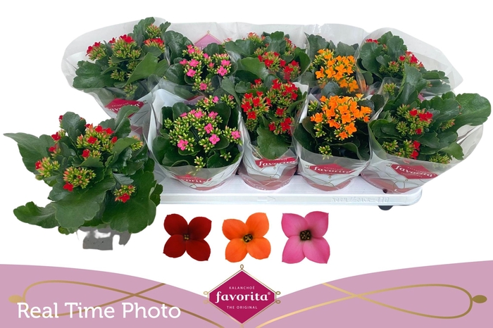 <h4>KAL EN GEM 3 KL</h4>