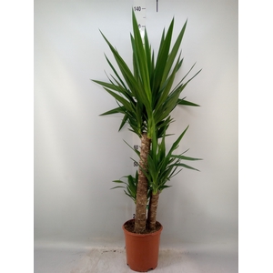 Yucca   ...