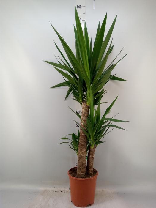 <h4>Yucca   ...</h4>