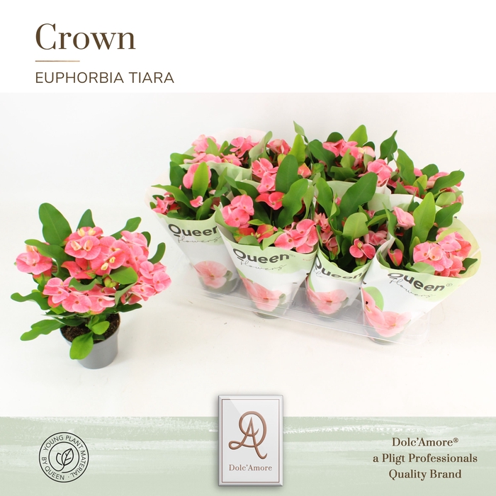 <h4>Ephorbia Milii Tiara Charlotte Roze</h4>