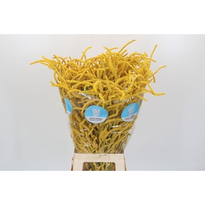 Amaranthus Yearming Desert Yellow