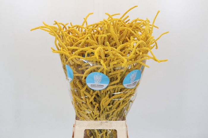 <h4>Amaranthus Yearming Desert Yellow</h4>