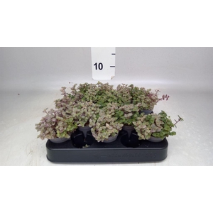 Callisia repens 'Rosato'