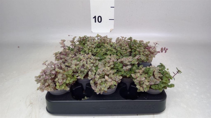 <h4>Callisia repens 'Rosato'</h4>