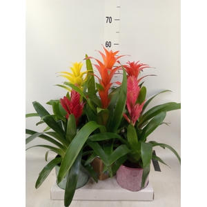 Bromelia   ...mix