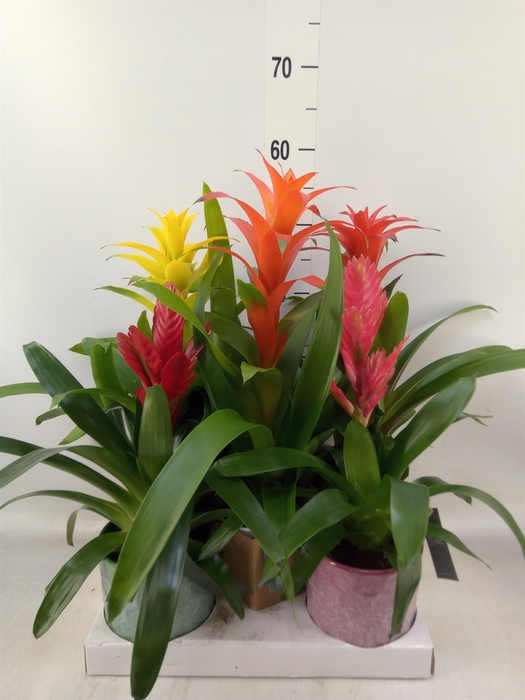 <h4>Bromelia   ...mix</h4>
