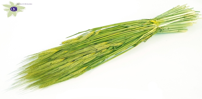 Hordeum per bunch light green