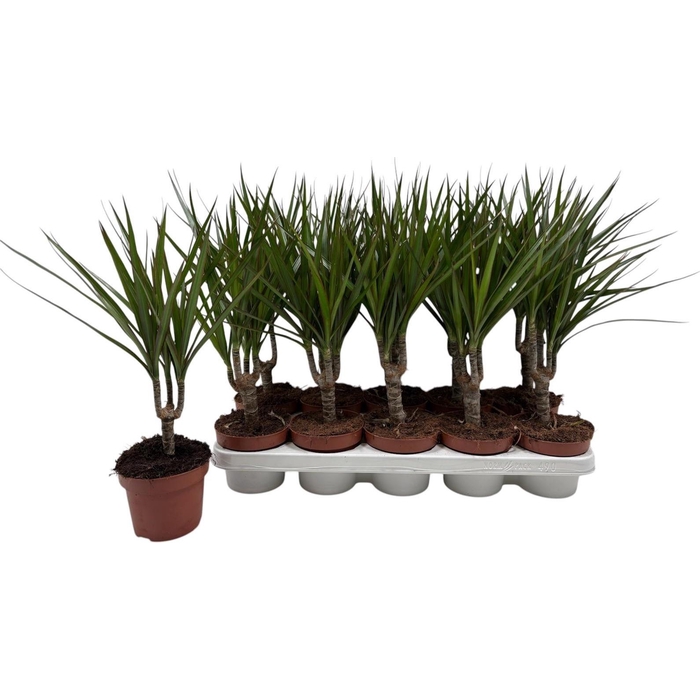 <h4>DRA MARGINATA</h4>