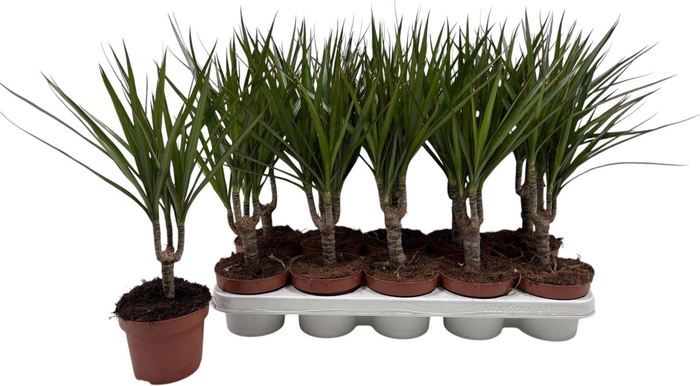 <h4>DRA MARGINATA</h4>