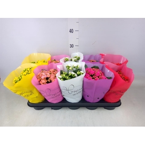 Kalanchoe blos. 'Perfecta'  ..mix 5