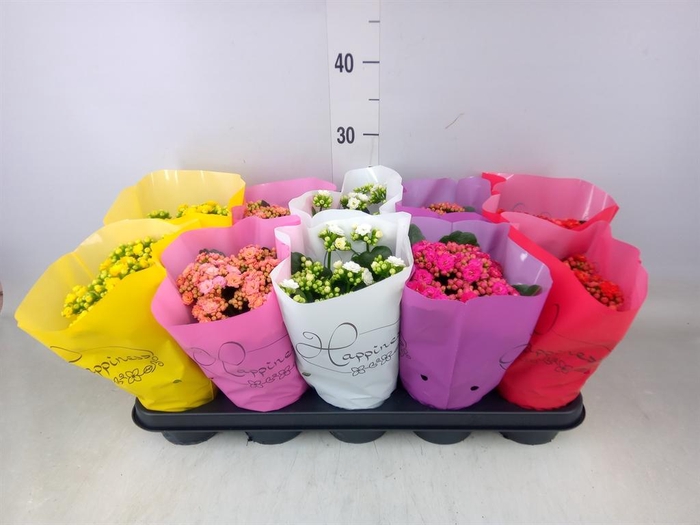 <h4>Kalanchoe blos. 'Perfecta'  ..mix 5</h4>