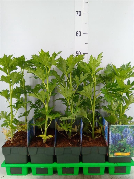 <h4>Aconitum   ...</h4>