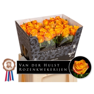 R Gr Catalunya Hulst