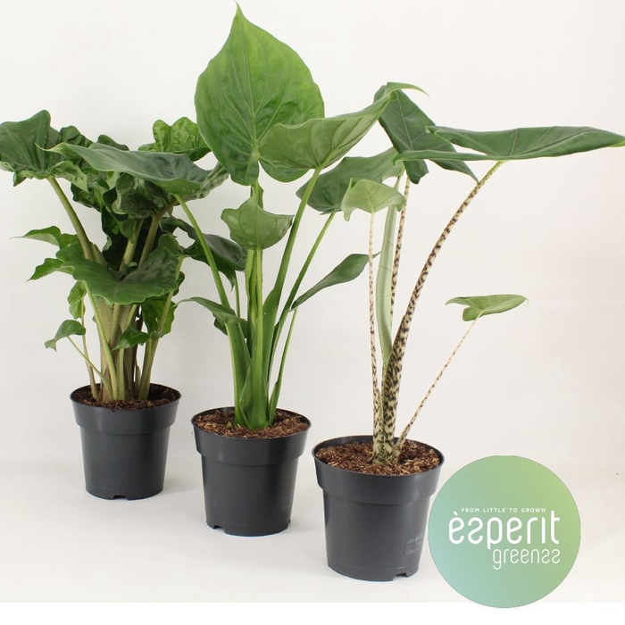 <h4>Alocasia Gemengd</h4>
