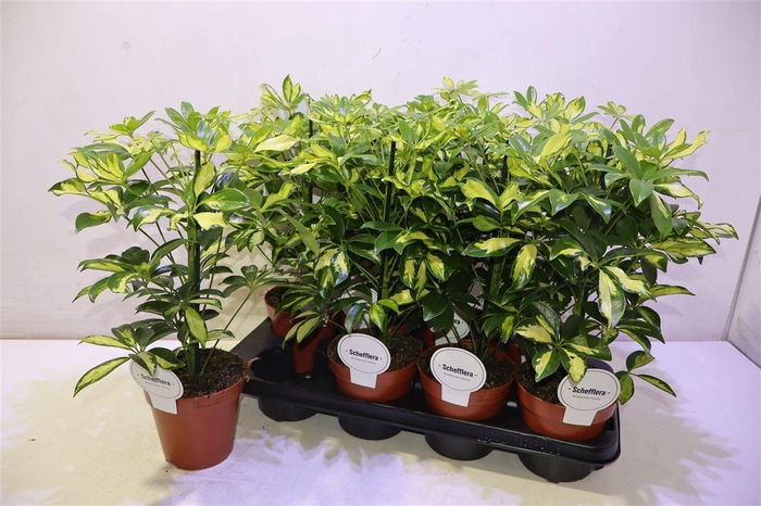 <h4>arr8 Schef Ar Gerda</h4>