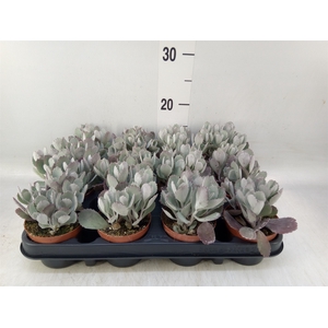 Kalanchoe NF pumila