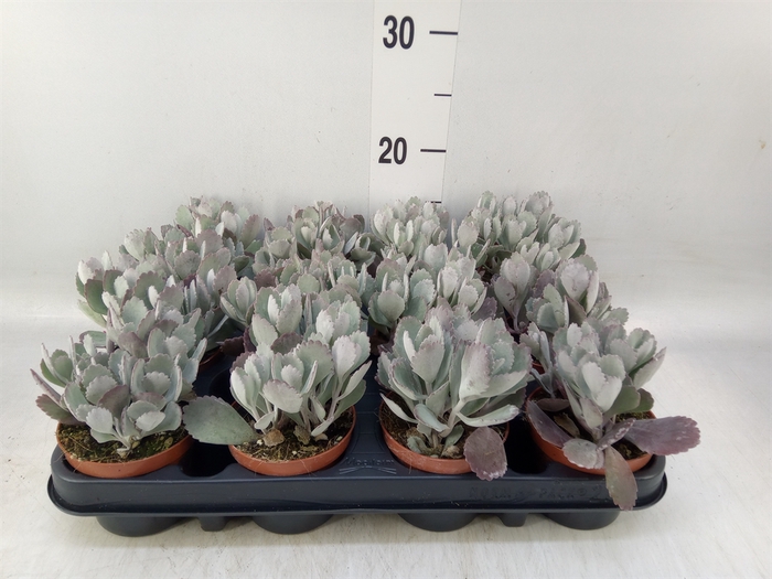 <h4>Kalanchoe NF pumila</h4>