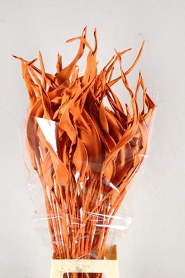 <h4>Df Strelitzia Leaf Orange</h4>