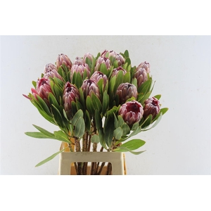 Protea Pink Ice