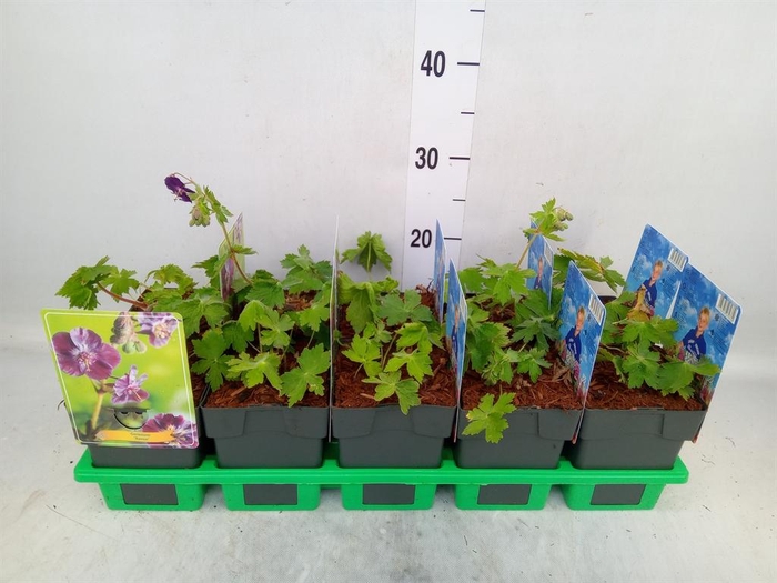 <h4>Geranium   ...</h4>