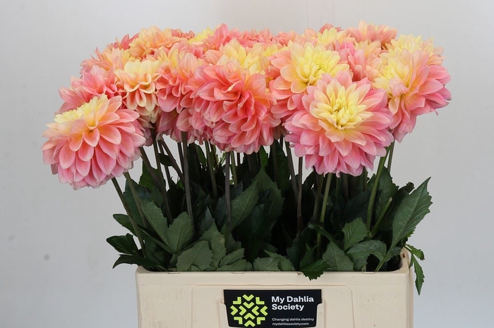 Dahlia DE 'Giovanna'