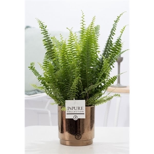 Nephrolepis Green Lady in P&PURE Juliette gold