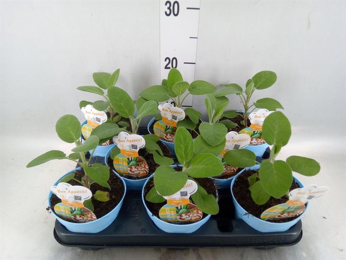 <h4>Salvia officinalis 'Berggarten'</h4>